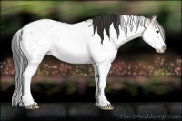 Horse Color:Bay Sabino Appaloosa