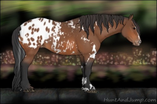 Horse Color:White Spotted Bay Sabino Near Leopard 