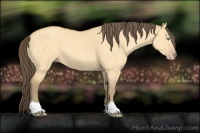 Horse Color:Amber Cream Champagne Dun 