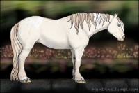 Horse Color:White Spotted Perlino Dun Sabino 