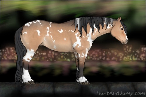 Horse Color:White Spotted Bay Dun Sabino