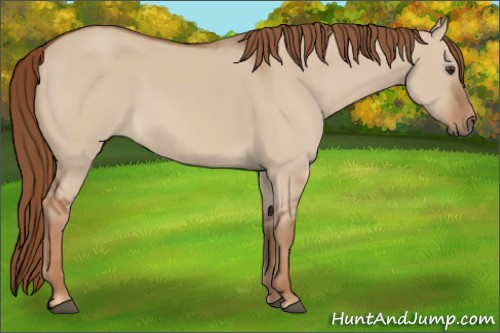 Horse Color:Red Dun 
