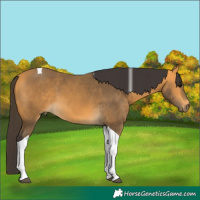 Horse Color:Buckskin Tobiano