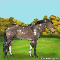 Horse Color:White Spotted Brown Dun 