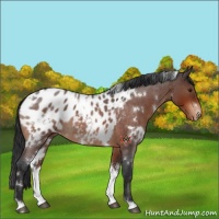 Horse Color:White Spotted Brown Roan Appaloosa 