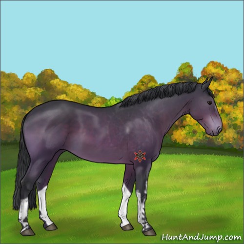 Horse Color:White Spotted Bay
