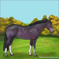 Horse Color:White Spotted Bay 