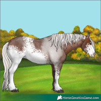 Horse Color:White Spotted Silver Brown Roan Rabicano 