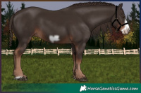 Horse Color:Liver Chestnut Frame 