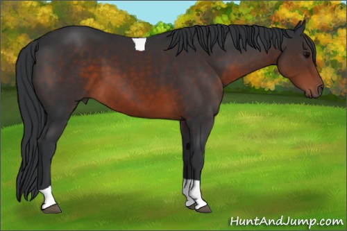 Horse Color:Brown Tobiano 