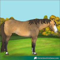 Horse Color:Buckskin Sabino 