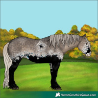 Horse Color:White Spotted Silver Smoky Black Sabino 
