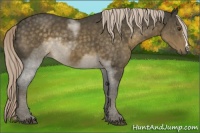 Horse Color:Chocolate Palomino 