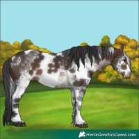 Horse Color:White Spotted Brown Tobiano 