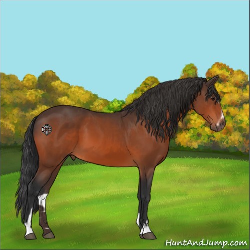 Horse Color:Unknown 