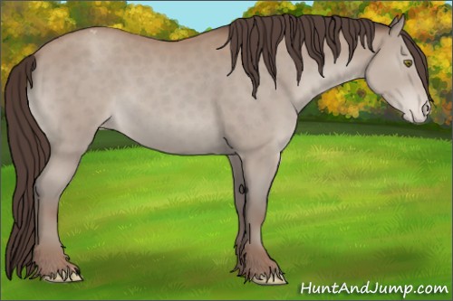 Horse Color:Classic Champagne Appaloosa 