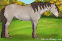 Horse Color:Classic Champagne Appaloosa 