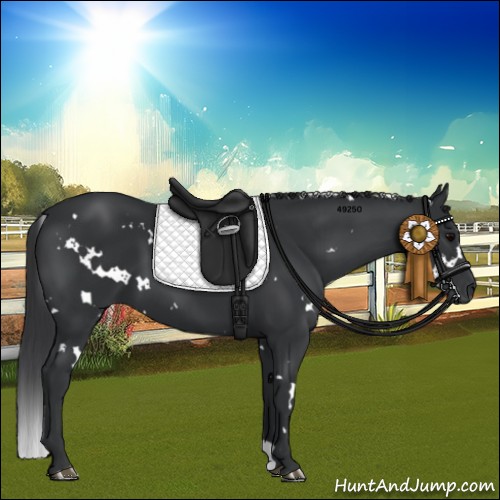 Horse Color:White Spotted Black 