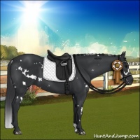 Horse Color:White Spotted Black 