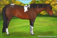 Horse Color:Bay Tobiano 