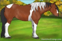 Horse Color:Bay Tobiano Rabicano 