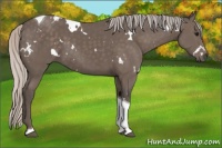Horse Color:White Spotted Silver Black Tobiano 