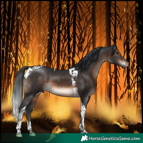 Horse Color:Brown Tobiano 