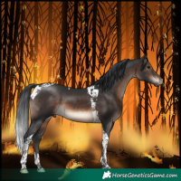 Horse Color:Brown Tobiano