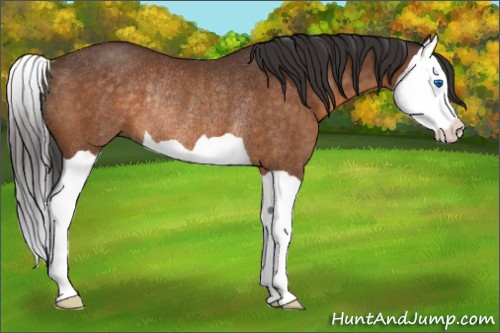 Horse Color:Buckskin Splash Rabicano