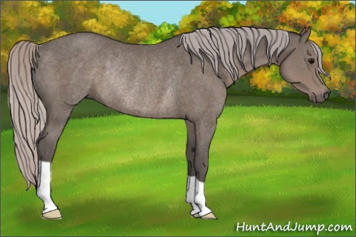 Horse Color:Silver Black Rabicano 