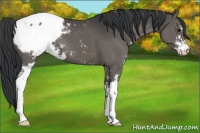 Horse Color:Black Sabino Snowcap 
