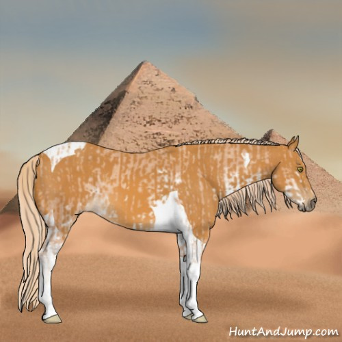 Horse Color:Gold Champagne Sabino  and Palomino Tobiano 