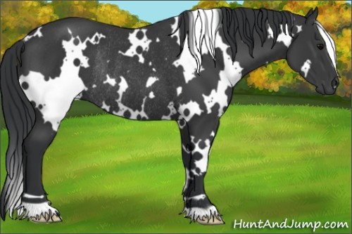 Horse Color:White Spotted Black Rabicano