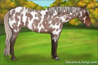 Horse Color:Silver Brown Roan Appaloosa