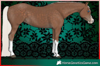 Horse Color:Silver Black Splash 