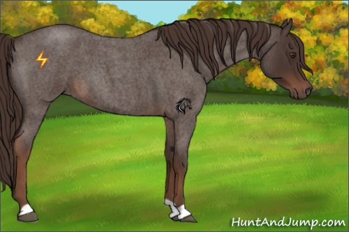 Horse Color:Liver Red Roan 