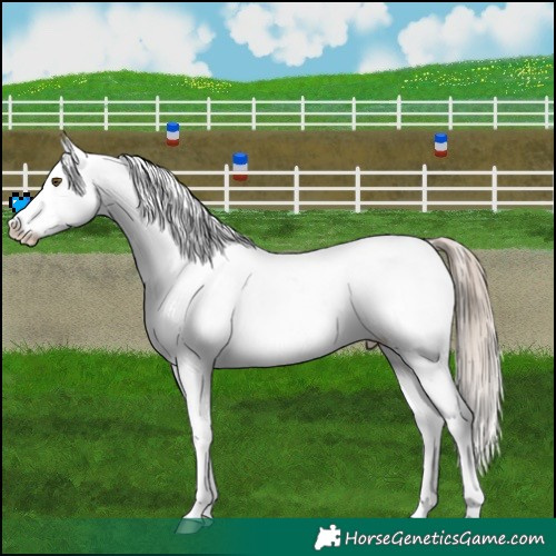 Horse Color:White Spotted Liver Chestnut Pearl Snowflake Varnish