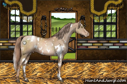 Horse Color:White Spotted Liver Chestnut Pearl Appaloosa 