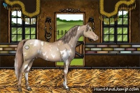 Horse Color:White Spotted Liver Chestnut Pearl Appaloosa 