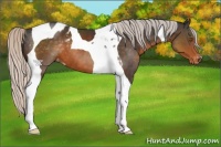 Horse Color:Silver Buckskin Tobiano Appaloosa