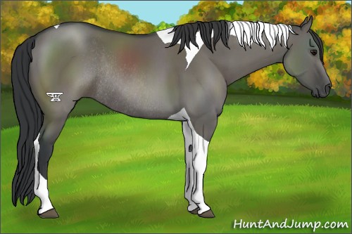 Horse Color:Grullo Tobiano Rabicano 