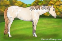Horse Color:White Spotted Buckskin Pearl Dun 