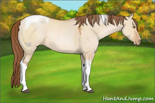 Horse Color:Brown Pearl Dun Tobiano