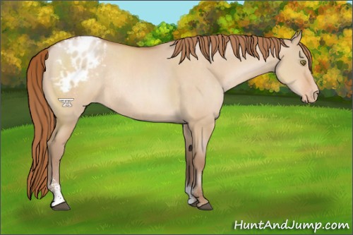 Horse Color:Brown Pearl Dun Sabino Blanket Rabicano 