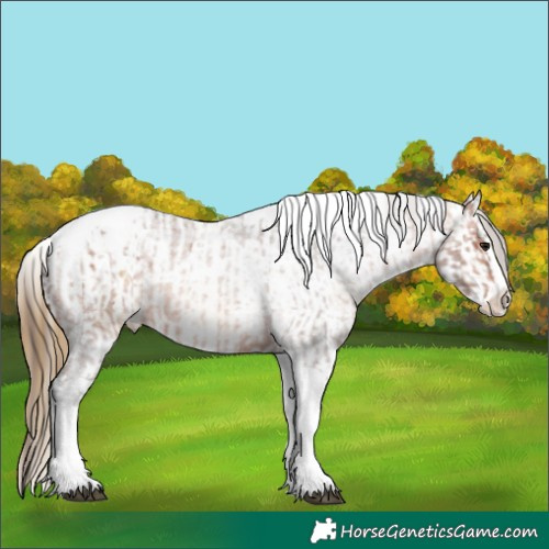 Horse Color:Bay Roan Splash Tobiano Appaloosa  and Buckskin Roan Splash Tobiano Appaloosa 