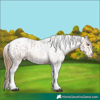 Horse Color:Bay Roan Splash Tobiano Appaloosa  and Buckskin Roan Splash Tobiano Appaloosa 