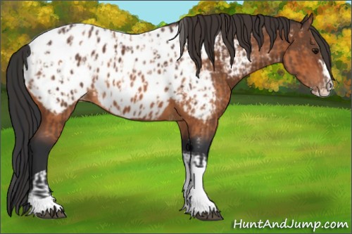 Horse Color:Bay Splash Tobiano Appaloosa and Bay Splash Tobiano Appaloosa