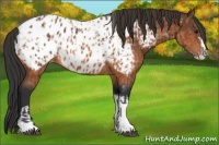 Horse Color:Bay Splash Tobiano Appaloosa  and Bay Splash Tobiano Appaloosa 