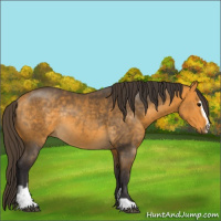Horse Color:Buckskin Sabino Rabicano 