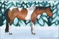 Horse Color:Brown Tobiano Rabicano 